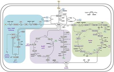 Metabolic Network Analysis of Microbial Methane Utilization for Biomass Formation and Upgrading to Bio-Fuels